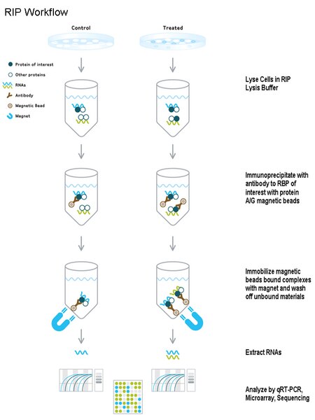 EZ-Magna RIP™ RNA-Binding Protein Immunoprecipitation Kit | 17-701